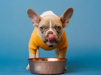 Is Insect-Based Dog Food Safe for My Pet? Vet Approved Facts & FAQ