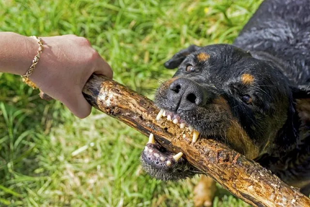 How Strong Is a Rottweiler’s Bite Force? Measured in PSI & Explained