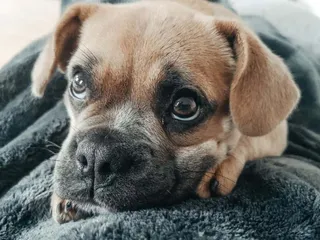 Frengle (French Bulldog & Beagle Mix): Info, Pictures, Care & More