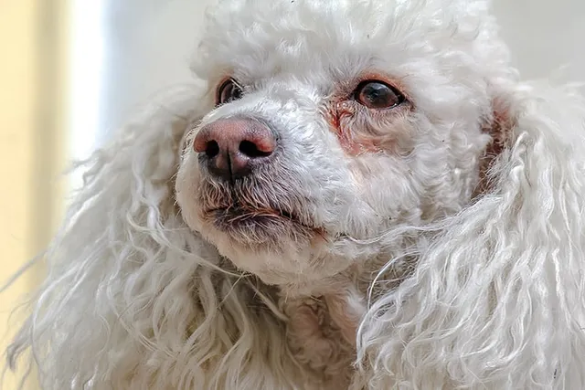 Why Do Dogs Get Eye Boogers & Tear Stains? 6 Vet-Verified Causes & Tips