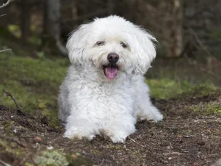 White Cockapoo: Info, Pictures, Origin & History