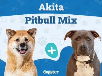 Akita Pit (Akita Pitbull Mix): Info, Pictures, Care & More
