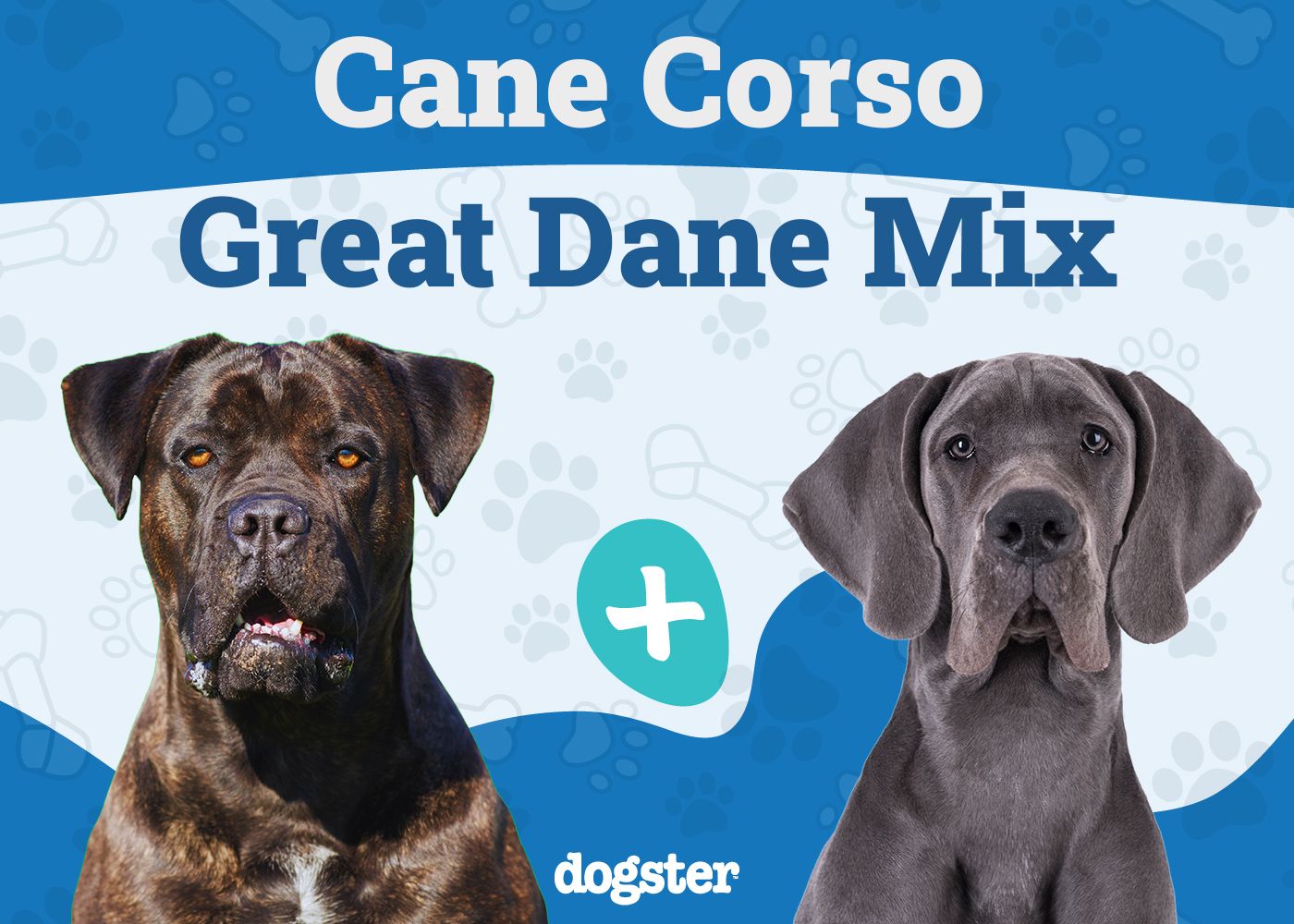 Italian Daniff - Cane Corso Great Dane Mix