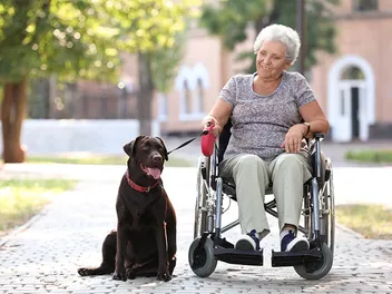 10 Best Mobility Service Dogs (With Info & Pictures)