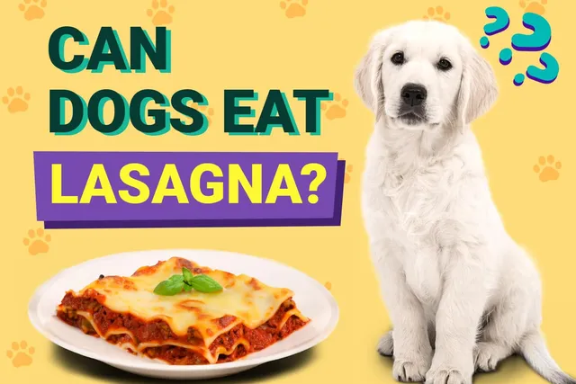 Can Dogs Eat Lasagna? Vet Approved Facts & FAQ
