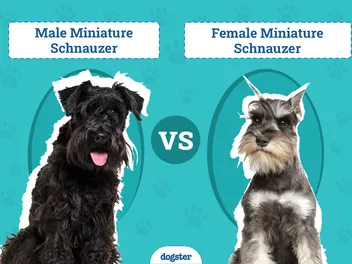 Male vs Female Miniature Schnauzer: The Difference (With Pictures)