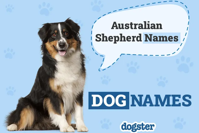 150+ Australian Shepherd Names: Interesting & Popular Ideas