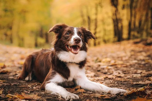 Red Border Collie: Info, Pictures, History & Origin