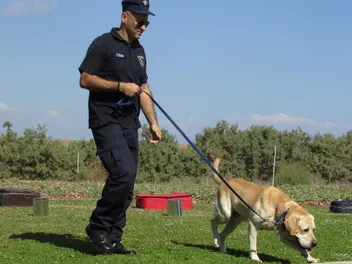How Long Does It Take to Train a Police Dog? Age & Duration Explained