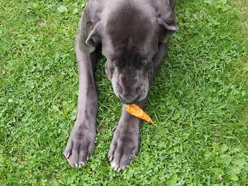 Does a Great Dane Have Webbed Feet? Vet-Verified Breed Characteristics & Facts