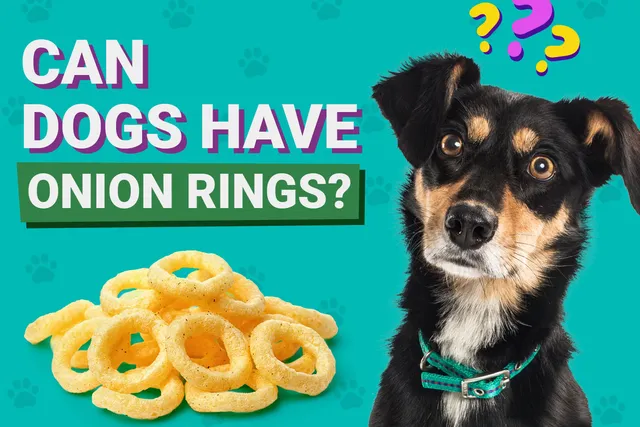 Can Dogs Have Onion Rings? Vet-Verified Facts & FAQ