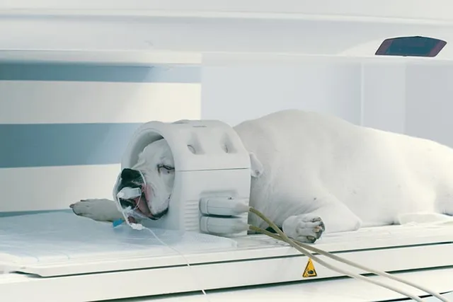 How Much Does a Dog MRI Cost? 2026 Price Guide