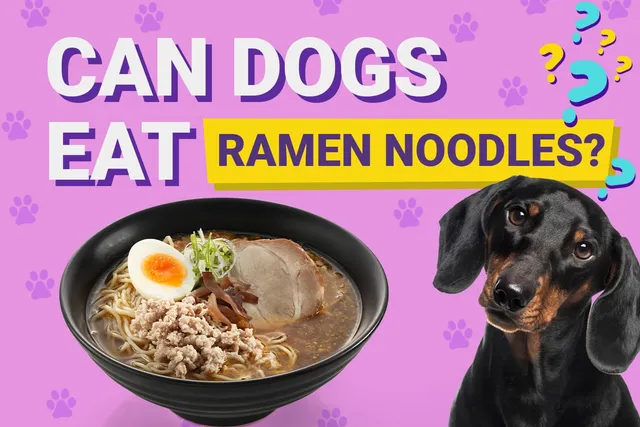 Can Dogs Eat Ramen Noodles? Vet-Verified Nutrition Facts & Risks