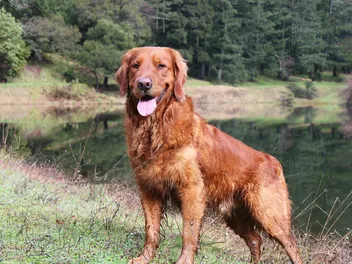 Red Golden Retriever: Info, Pictures, Origin & History