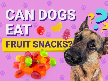 Can Dogs Eat Fruit Snacks? Vet-Verified Nutrition Info & Risks
