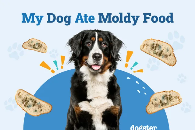 My Dog Ate Moldy Food: What Should I Do? Vet-Approved Facts & Signs Toxicity