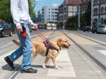 10 Fascinating Facts About Guide Dogs (Vet-Approved)