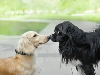 Can Dogs Be Gay, Lesbian, or Bisexual? Vet-Verified Facts & FAQ