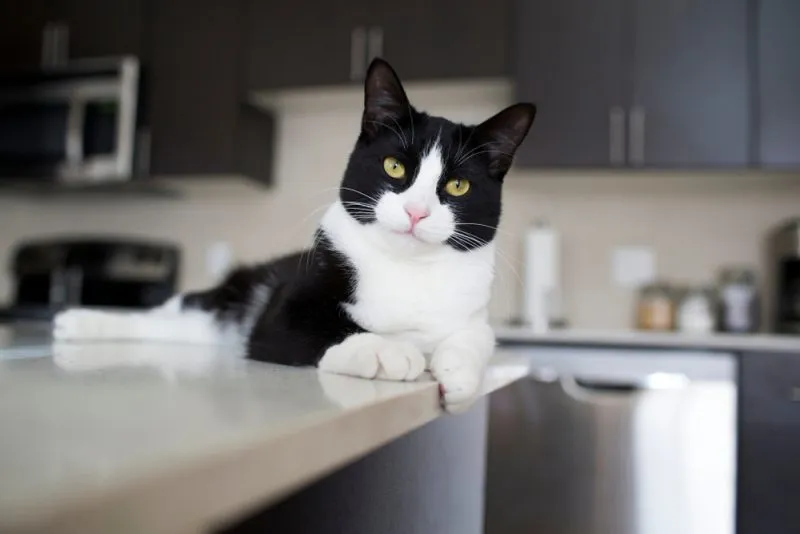 black and white cat lying on kitchen counter
