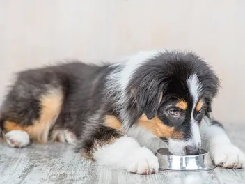8 Best Dog Foods for Mini Aussies in 2026 – Reviews & Top Picks