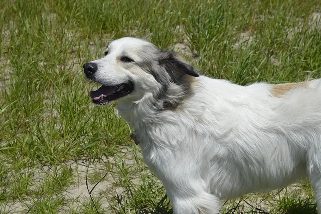 Anatolian Pyrenees Dog Breed Info: Pictures, Temperament & Traits