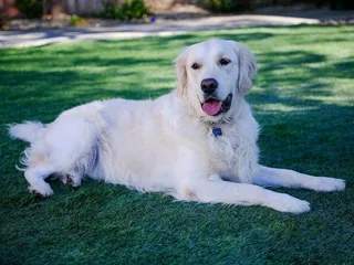 Will Golden Retrievers Attack People? Breed Facts & FAQ