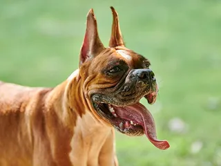 Do Boxer Dogs Drool? Health Issues, Tips & FAQ