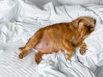 Dystocia in Dogs: Our Vet Discusses Signs, Causes & Care