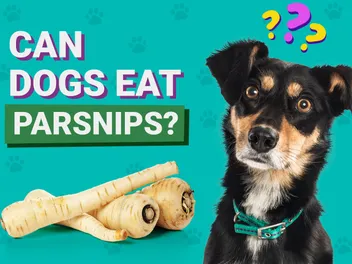 Can Dogs Eat Parsnips? Vet-Verified Nutrition Facts, Risks & Serving Tips