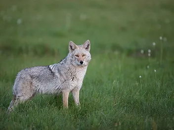 10 Dog Breeds Bigger Than Wolves (With Info & Pictures)