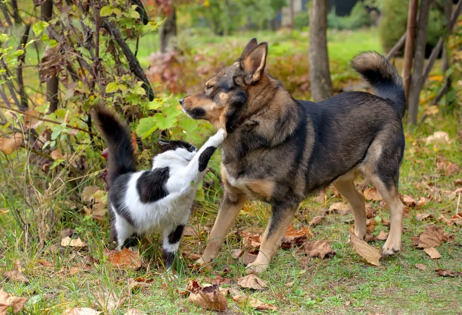 black and white cat swatting brown dog