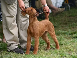 Are Dog Shows Ethical? Vet-Verified Facts & FAQ