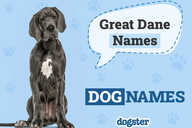 150+ Great Dane Names: The Most Popular Picks in 2026