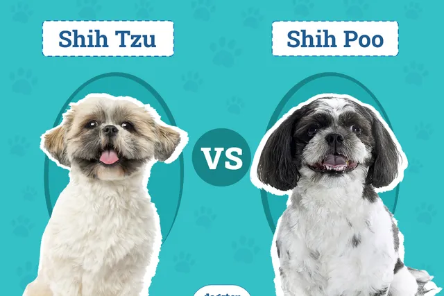 Shih Tzu vs Shih Poo: Which Should I Choose? (Vet-Reviewed)