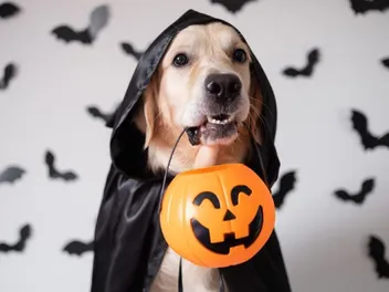 16 DIY Dog Halloween Decoration Ideas (With Pictures & Videos)