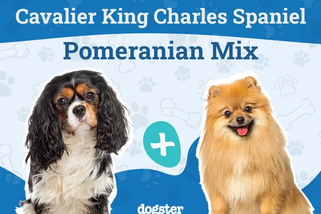 Cavapom Dog Breed: Info, Pictures, Care Guide & More