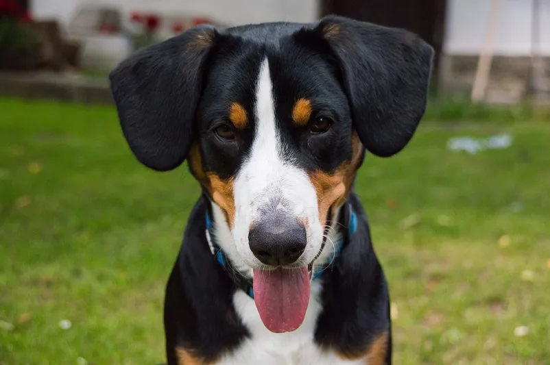 Entlebucher Mountain