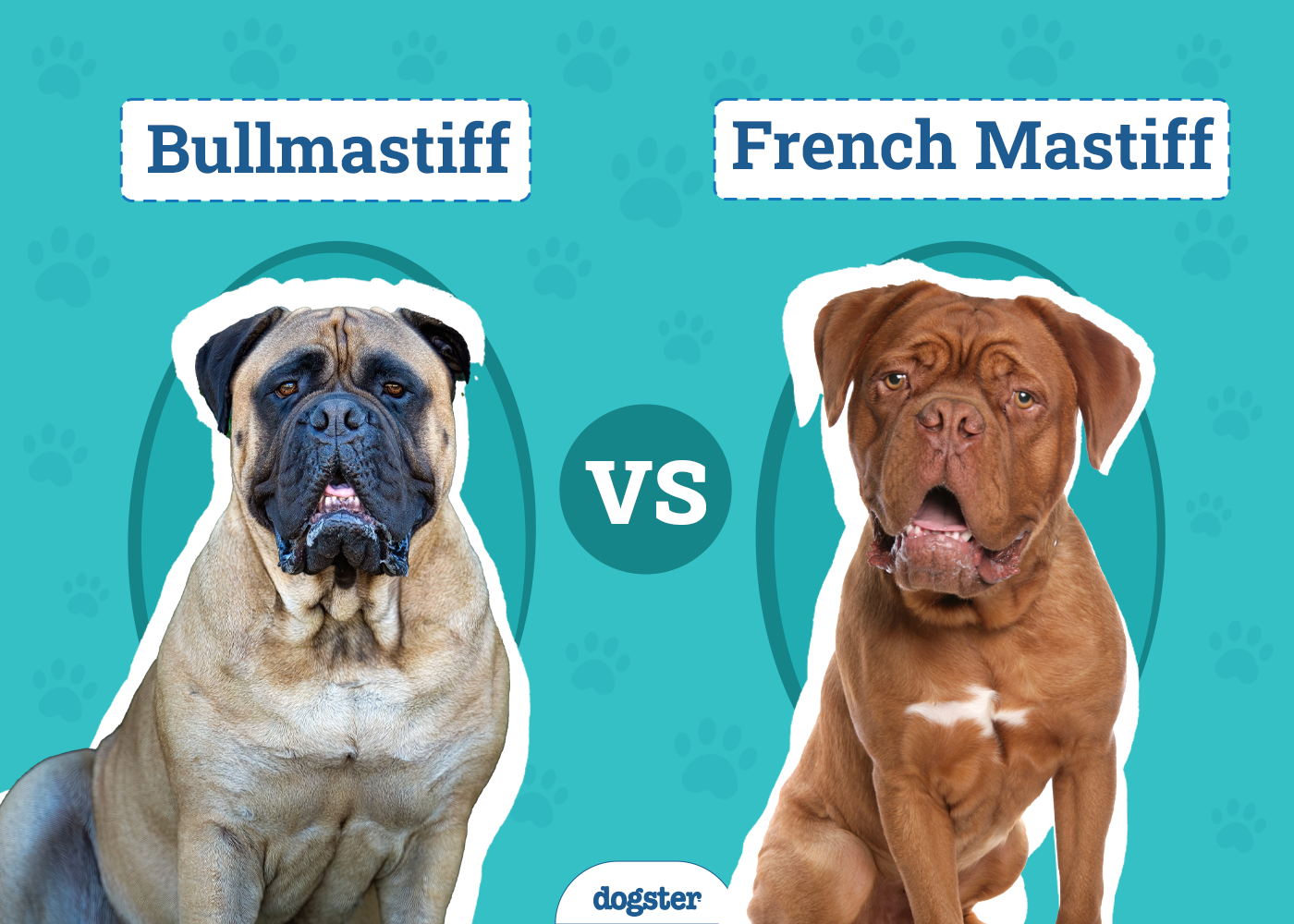 Bullmastiff vs French Mastiff