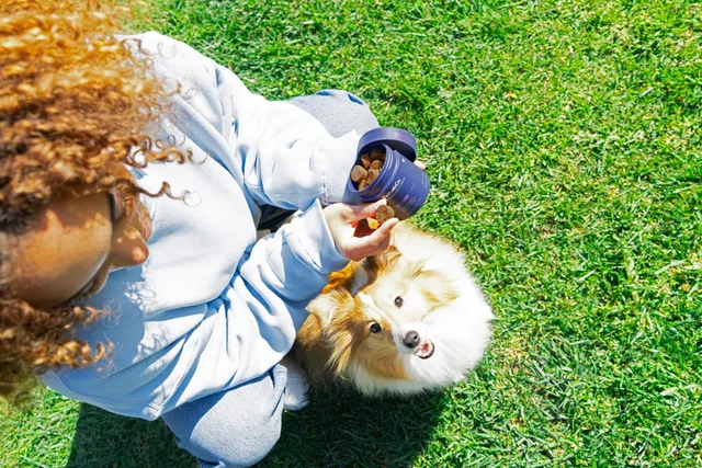 Guide to Probiotics for Dogs: What They Do & How to Choose