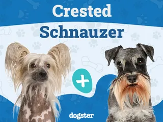 Crested Schnauzer Dog Breed: Info, Pictures, Care & More