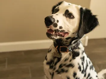 Long-Haired Dalmatian: Info, Pictures, Origin & Characteristics