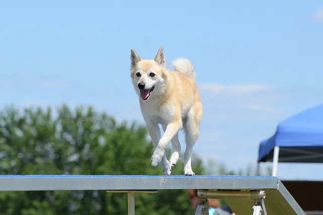 Norwegian Buhund Dog Breed: Info, Pictures, Care & More