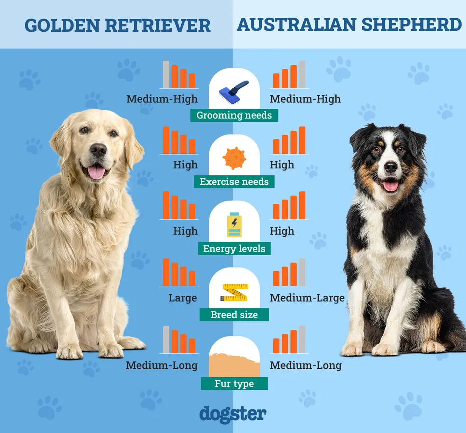 Dogster_Side by Side Comparison_ Golden Retriever vs Australian Shepherd
