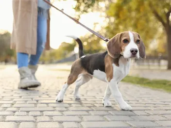 Do Beagles Smell? Breed Characteristics & Care Tips