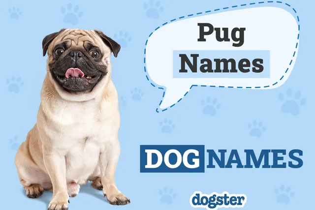 150 Popular & Unique Pug Names for Your Precious Pup