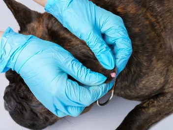 What Is Papilloma in Dogs? Causes, Signs & Care (Vet Answer)