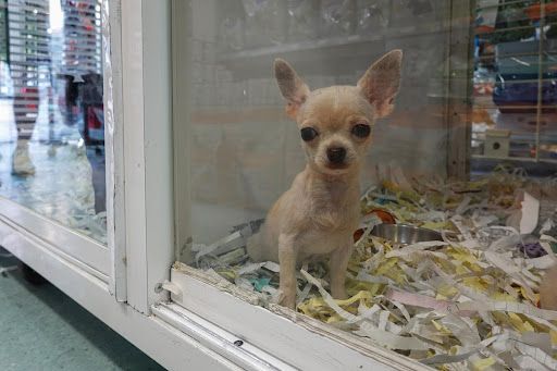 Dog In the Window