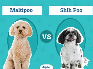 Maltipoo vs Shih Poo: The Differences (With Pictures)