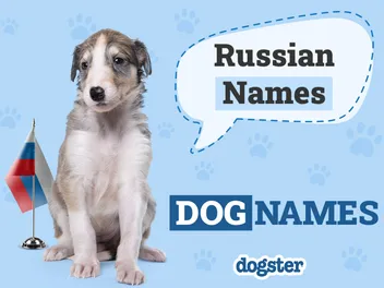 143 Russian Dog Names: Unique Ideas Straight from Moscow