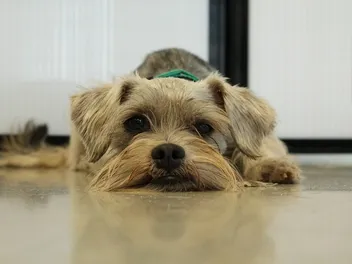 10 Best Dog Foods for Hypothyroidism in 2026 — Reviews & Top Picks